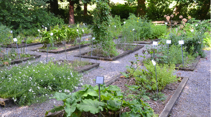 Medicinal Garden